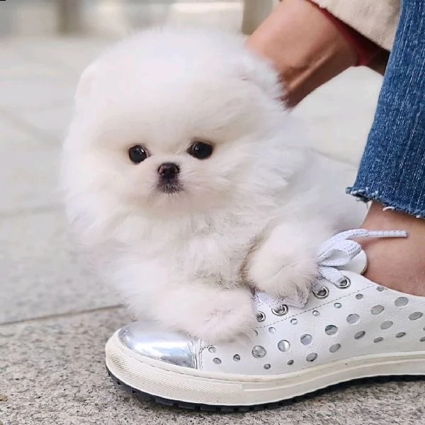 cuccioli di volpino pomerania