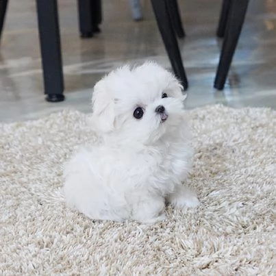 simpatici cuccioli maltesi bichon disponibili