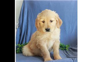 lovely  golden retriever for free adoption  | Foto 5