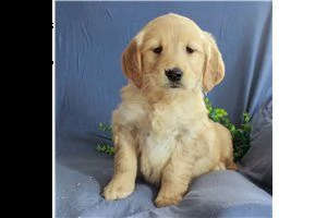 lovely  golden retriever for free adoption  | Foto 4