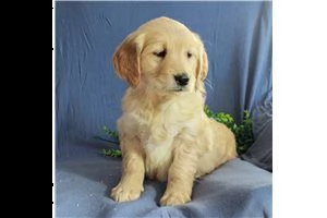 lovely  golden retriever for free adoption  | Foto 3