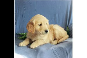 lovely  golden retriever for free adoption  | Foto 2