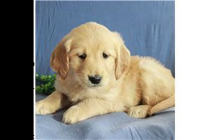 lovely  golden retriever for free adoption 