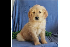 lovely  golden retriever for free adoption  | Foto 1