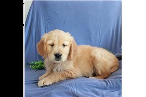 lovely  golden retriever for free adoption  | Foto 0