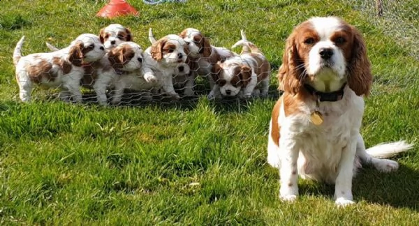  regalo cavalier king cuccioli meravigliosi !  