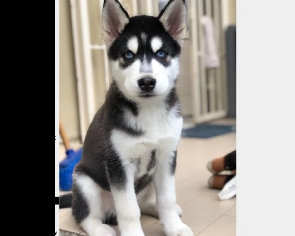 vendita cucciolo husky bellissimo cucciolo di 3 mesi occhi azzurri 