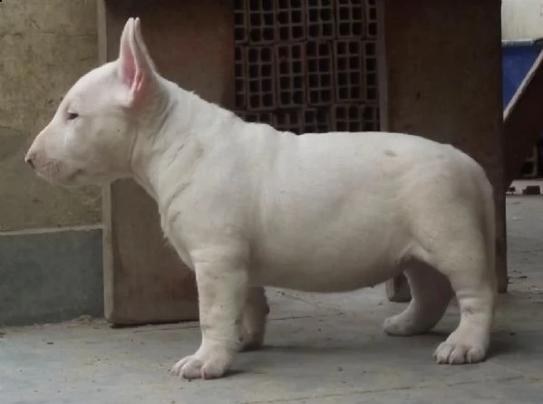 vendita cucciolo cuccioli di bull terrier inglese standard