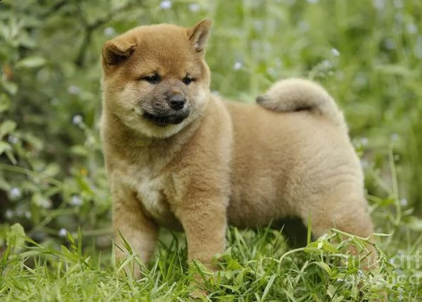 vendita cucciolo cucciola shiba inu pedigree esente malattie