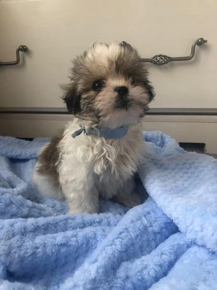 adorabile maltese e lhasa apso | Foto 2