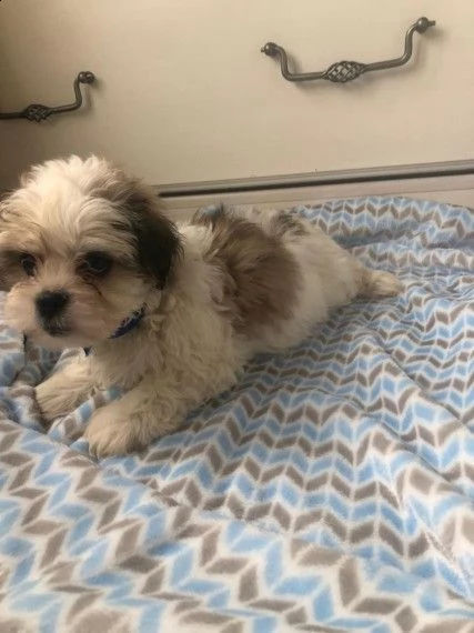 adorabile maltese e lhasa apso | Foto 1