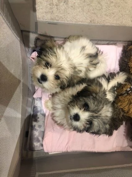 adorabile maltese e lhasa apso