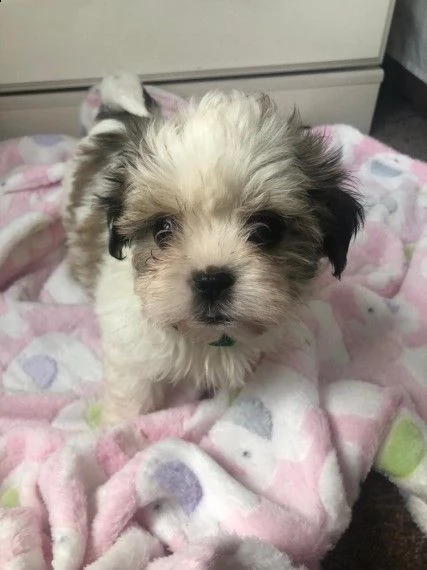 adorabile maltese e lhasa apso | Foto 0