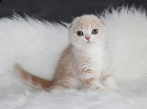 cuccioli scottish fold e straight. | Foto 1