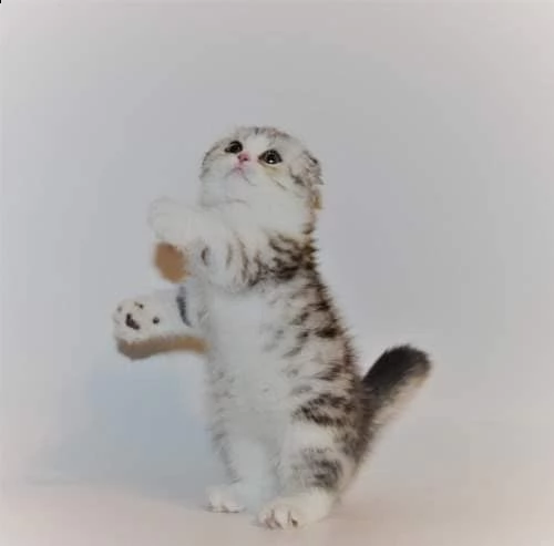 cuccioli scottish fold e straight.