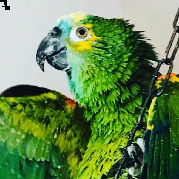 amazon, ara, cacatua, grigi africani in vendita