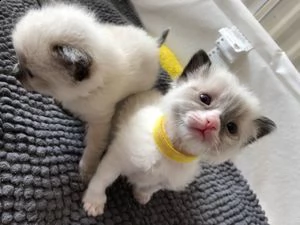 qwqw ragdoll kittens