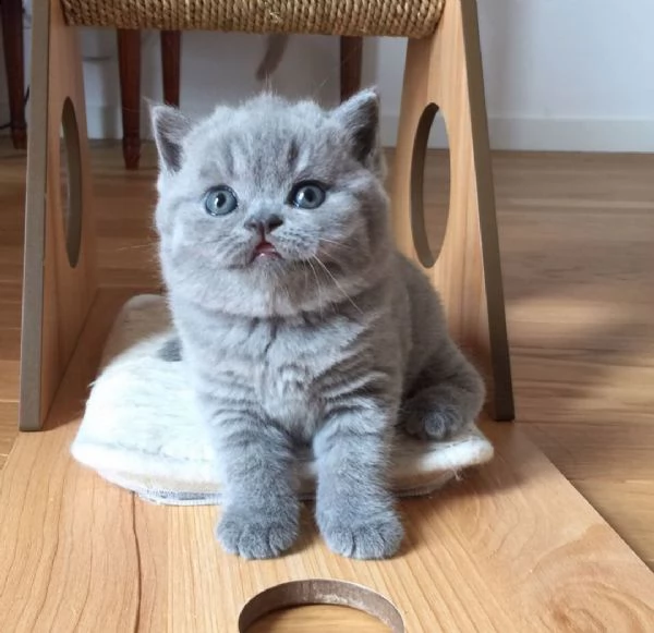 british shorthair