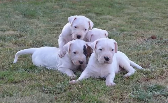 allegri simpatici cuccioli di dogo argentino in vendita | Foto 1