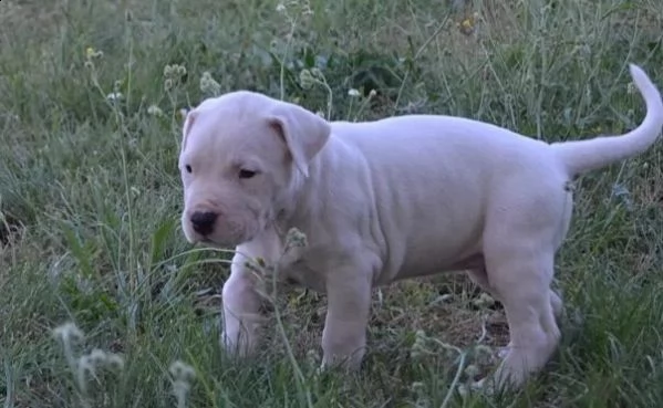 allegri simpatici cuccioli di dogo argentino in vendita | Foto 0