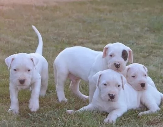 allegri simpatici cuccioli di dogo argentino in vendita