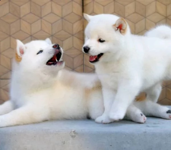 bellissimi e adorabili cuccioli di shiba inu