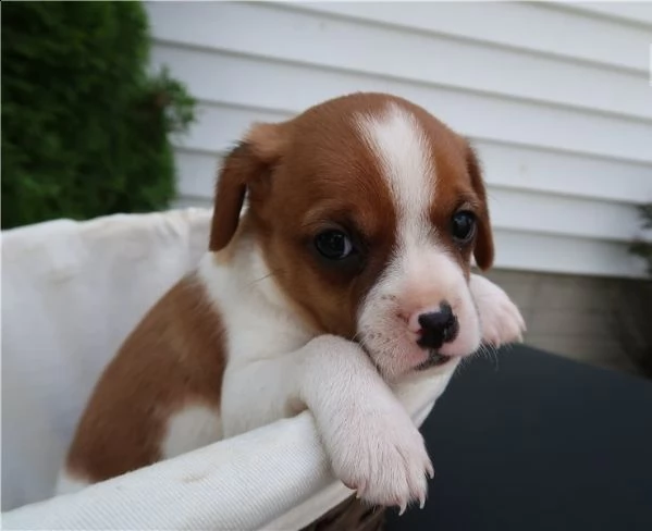 regalo cavalier king cuccioli meravigliosi ! 