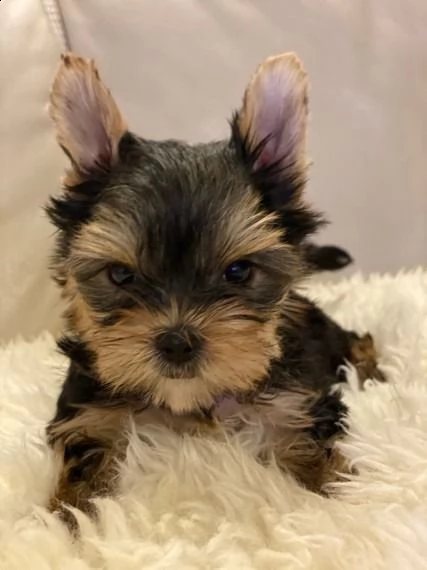 cuccioli di yorkshire terrier ora pronti per l'adozione | Foto 1