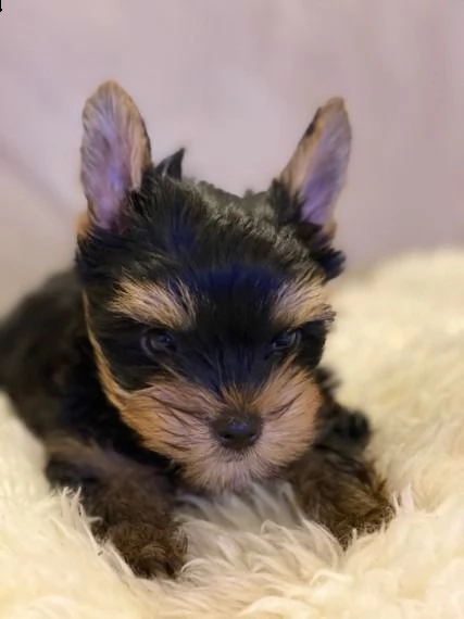 cuccioli di yorkshire terrier ora pronti per l'adozione | Foto 0