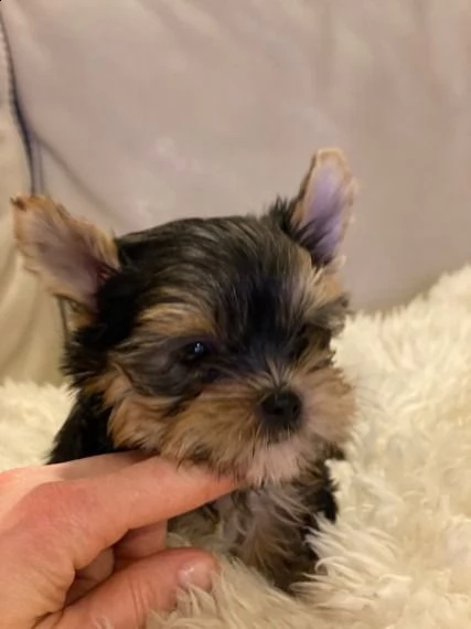 cuccioli di yorkshire terrier ora pronti per l'adozione