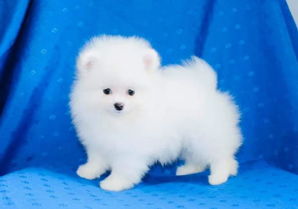  regalo pomerania cuccioli meravigliosi ! 