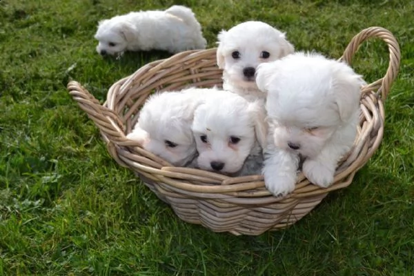  regalo cavalier king cuccioli meravigliosi ! 