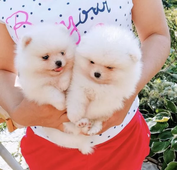 cuccioli bellissimi pomerania