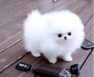 adorabile cucciolo di pomerania.