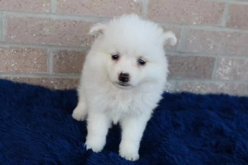 american eskimo dog