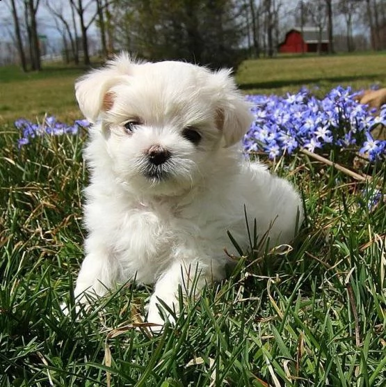  regalo maltese cuccioli meravigliosi ! 