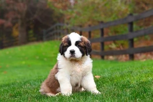   regalo adorabili cuccioli san bernardo femminucce e maschietti