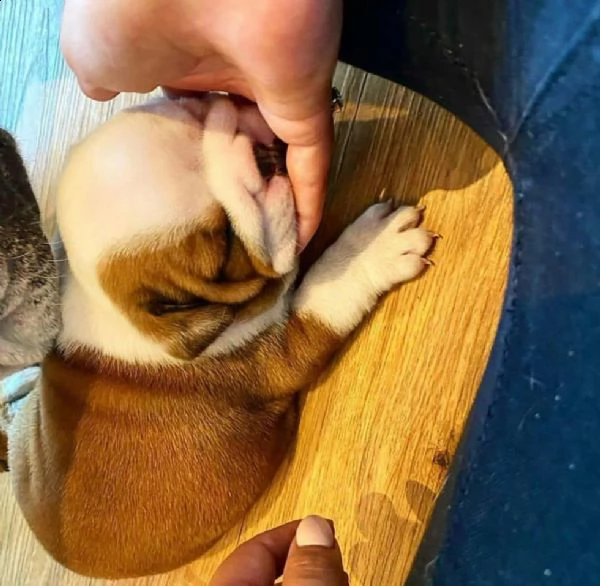 english bulldog puppy