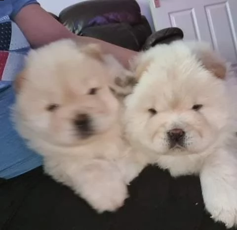 qui abbiamo i nostri adorabili cuccioli di chow chow pronti per l'adozione