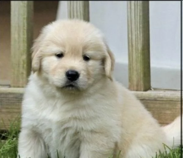 golden retriever puppies  | Foto 2