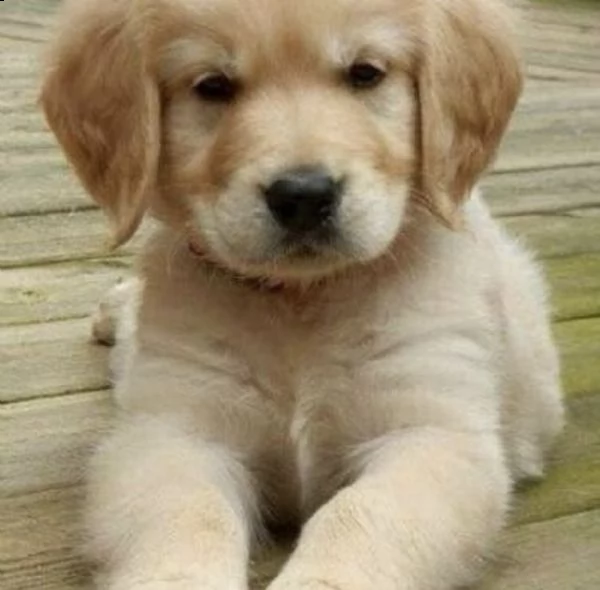 golden retriever puppies  | Foto 1