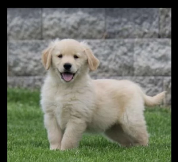 golden retriever puppies  | Foto 0