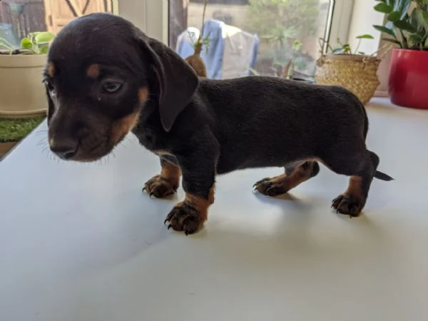 regalo adorabili cuccioli  bassotto (dashund) femminucce e maschietti disponibili