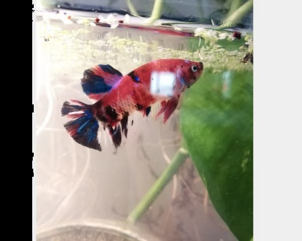 betta koi maschio