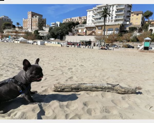 vendita cuccioli di bouledogue francese con pedigree