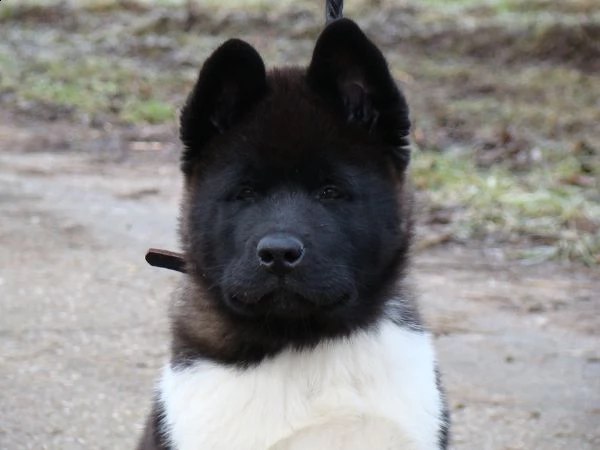 cuccioli akita americano | Foto 1