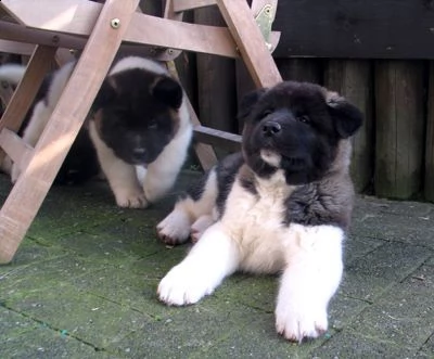 cuccioli akita americano