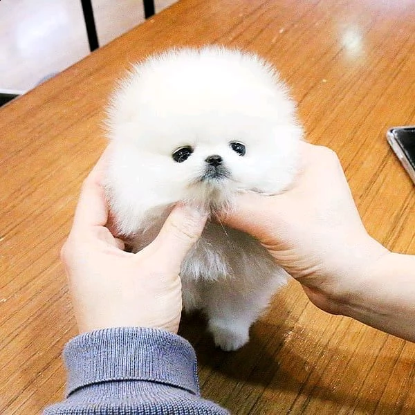 pomerania nano toy