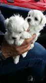 4 cuccioli di maltese toy