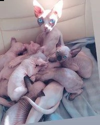 bellissimi gattini sphynx gattini disponibili